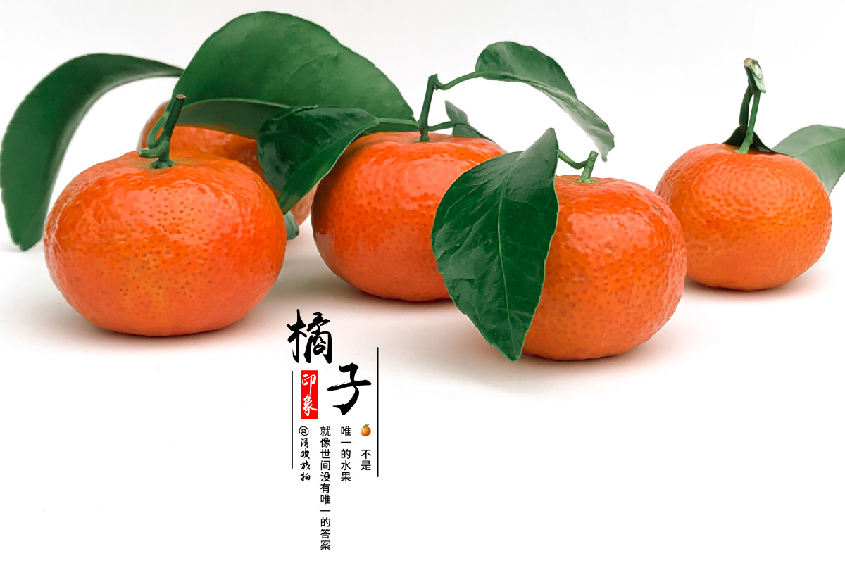 92橘生淮南则为橘 - 铭波七 - 图虫