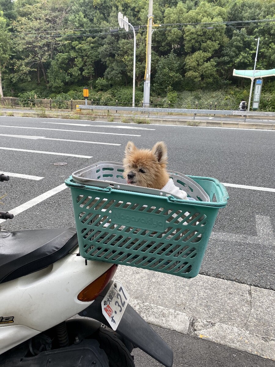 国内自驾带狗