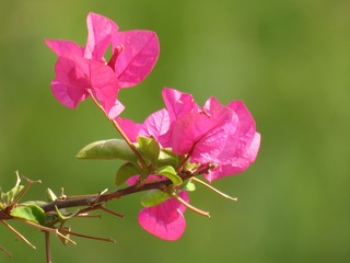 546517