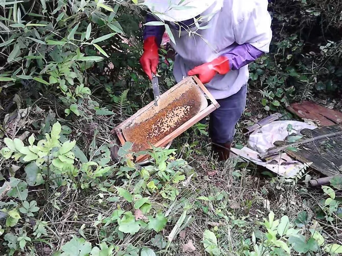 蜂蜜高效养殖视频
