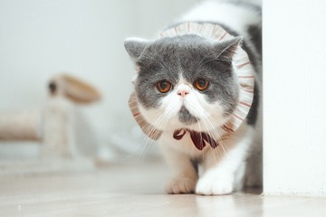 猫