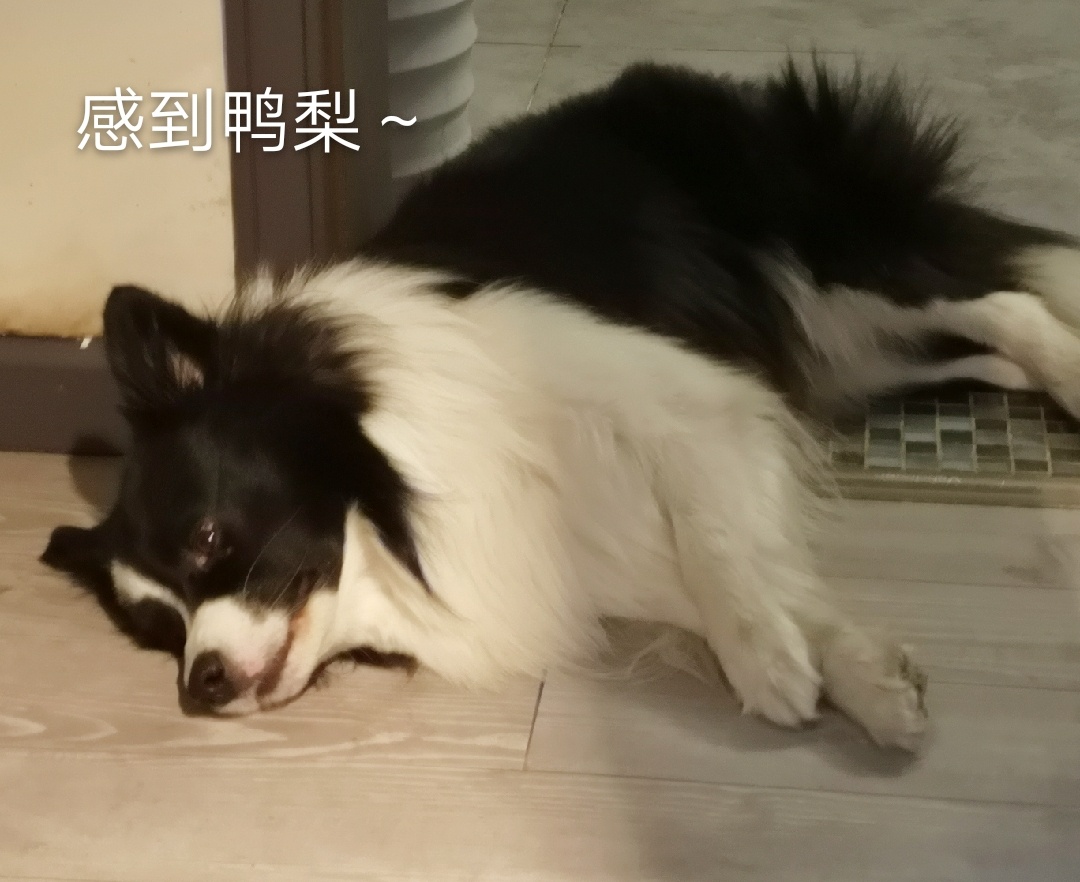 宠物感冒咳嗽精神不好