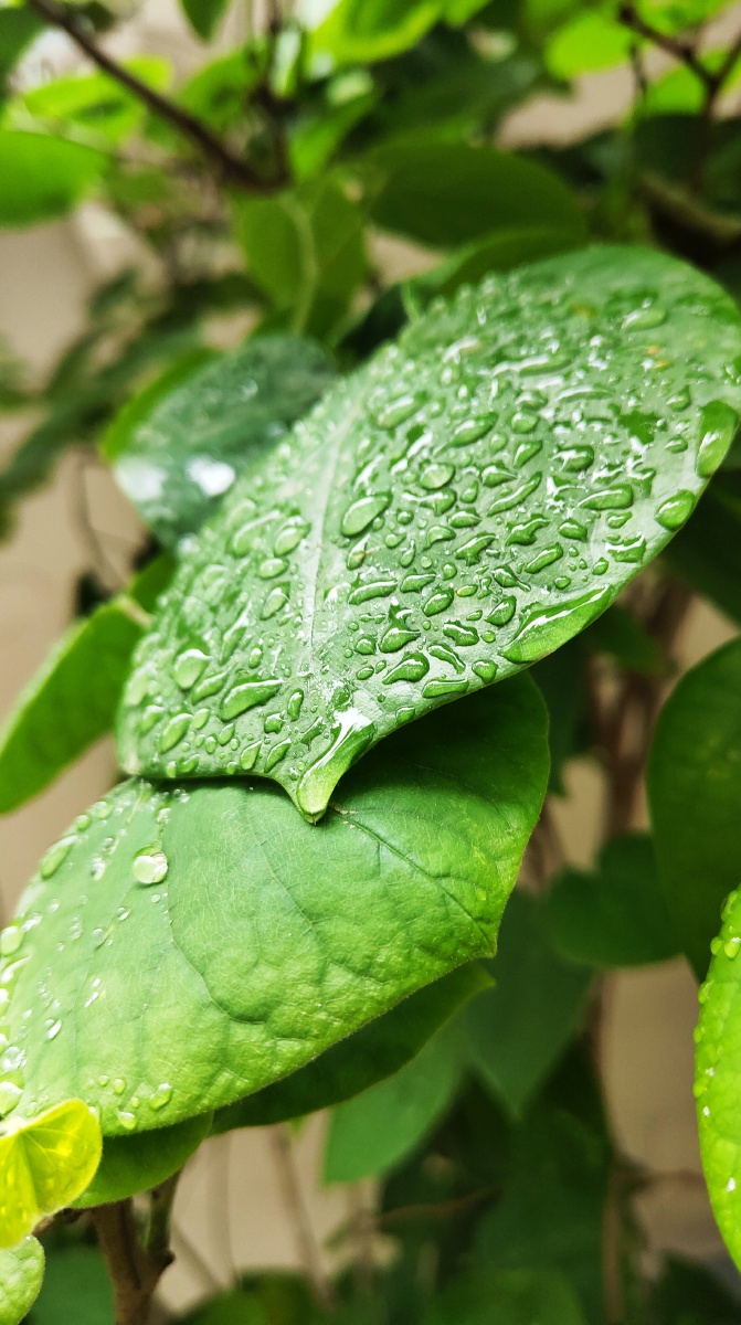 夏日雨后才最美吧!
