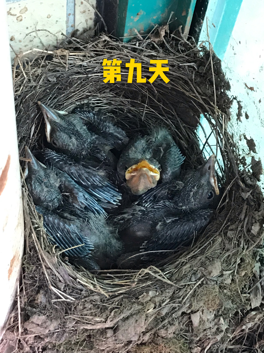 梦到刚孵化的小鸟,祝你有个美好的未来