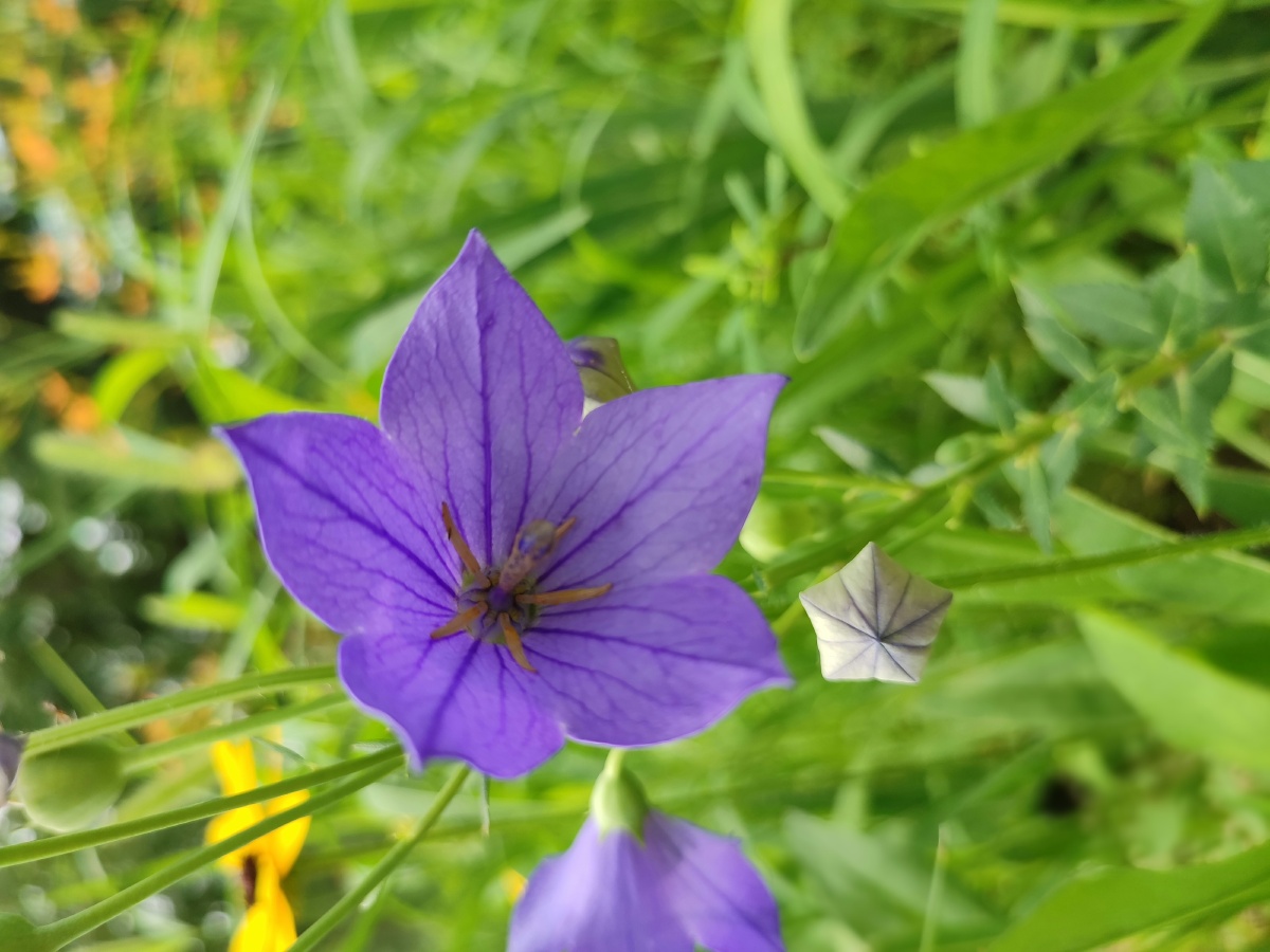 野桔梗花朵紫色绽放拍摄于来广营郊野公园