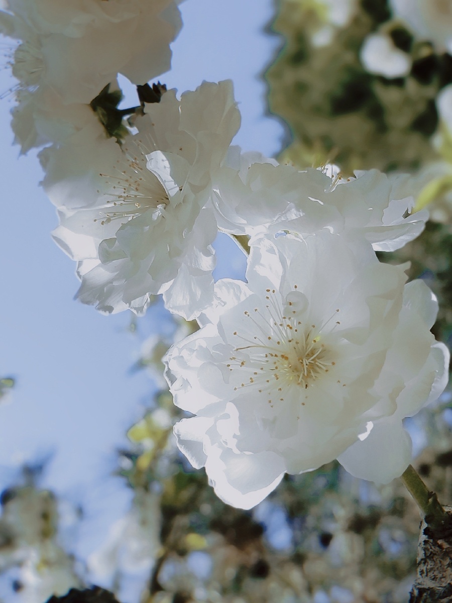 千瓣白桃花洁白如玉拍摄于21年4月14日