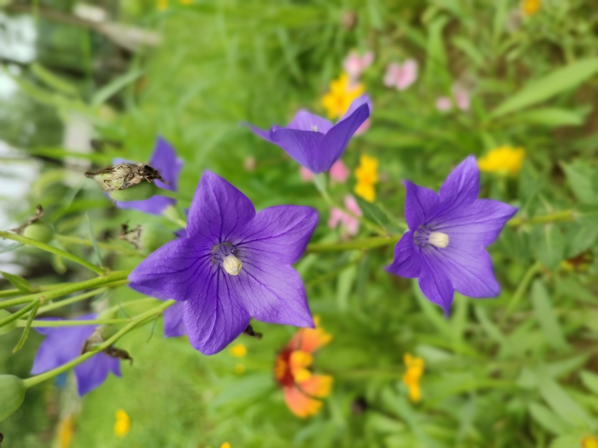 野桔梗花朵紫色绽放拍摄于来广营郊野公园