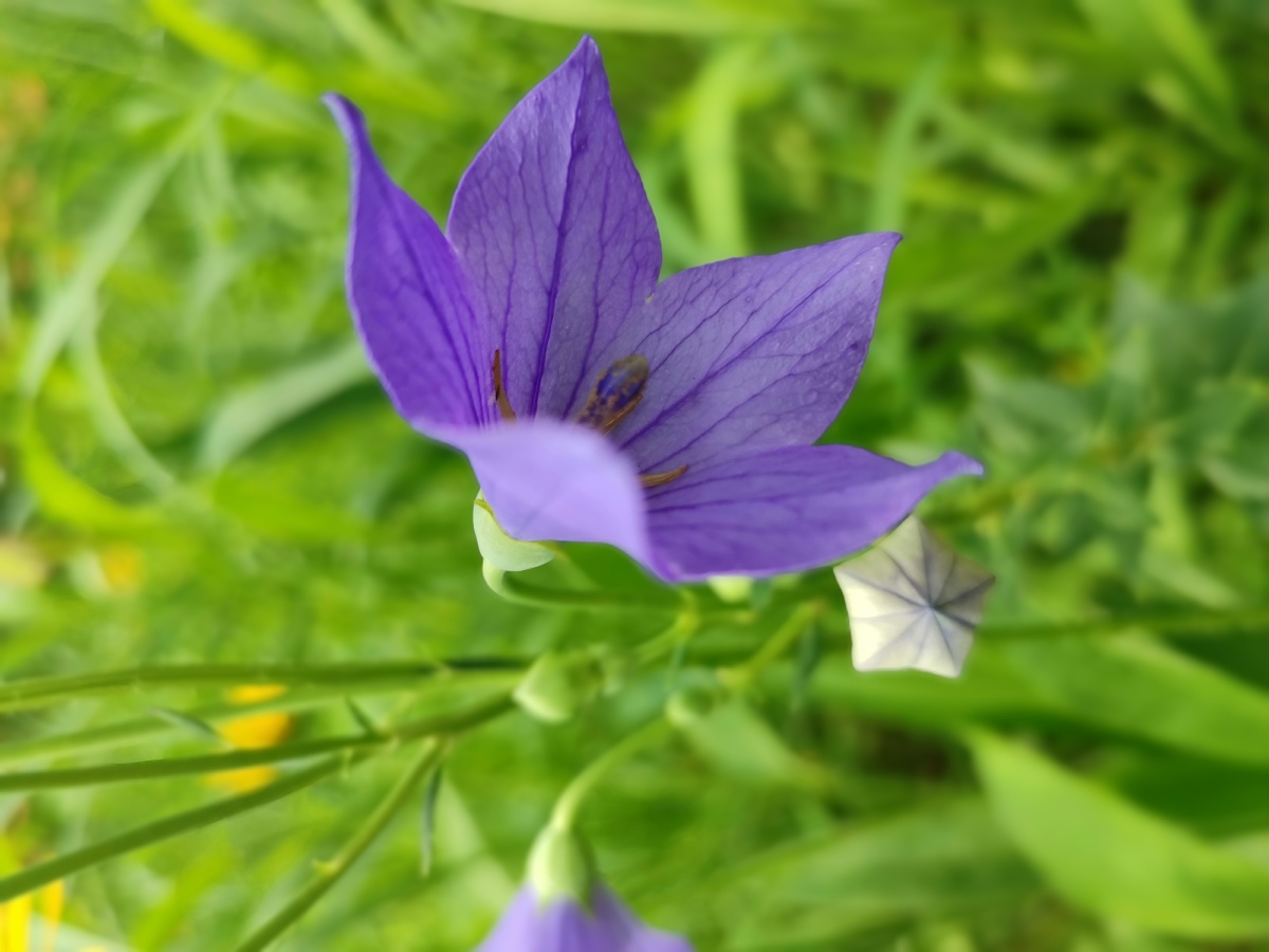 野桔梗花朵紫色绽放拍摄于来广营郊野公园