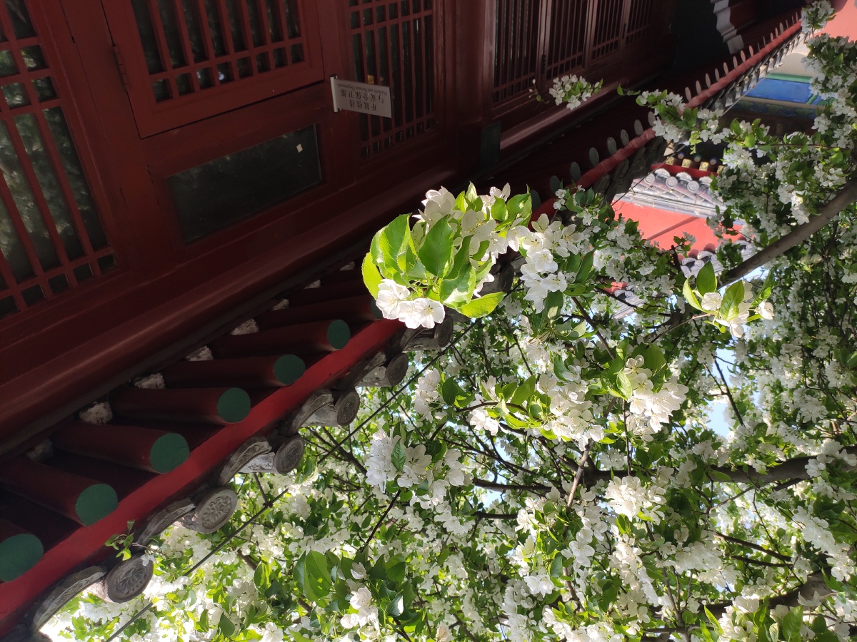 智化寺海棠花古建筑拍摄于21年4月清明时节⑥