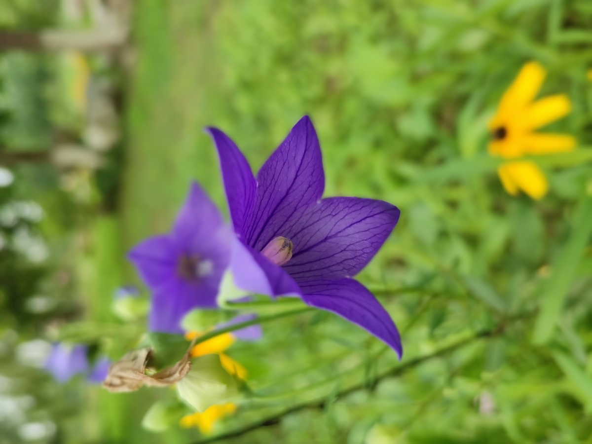 野桔梗花朵紫色绽放拍摄于来广营郊野公园