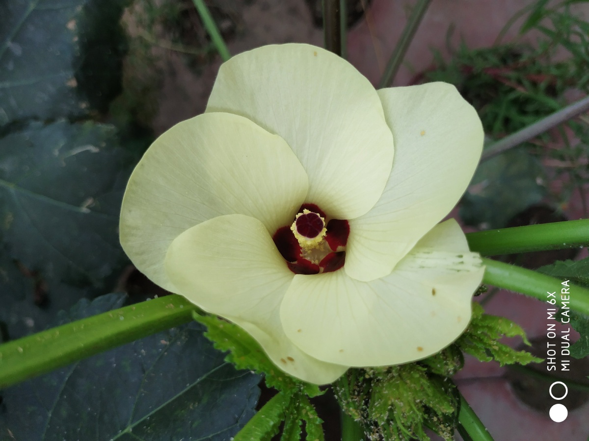 街拍.咖啡黄葵就是俗称的黄秋葵,营养价值高,有"蔬菜之王"的美誉.