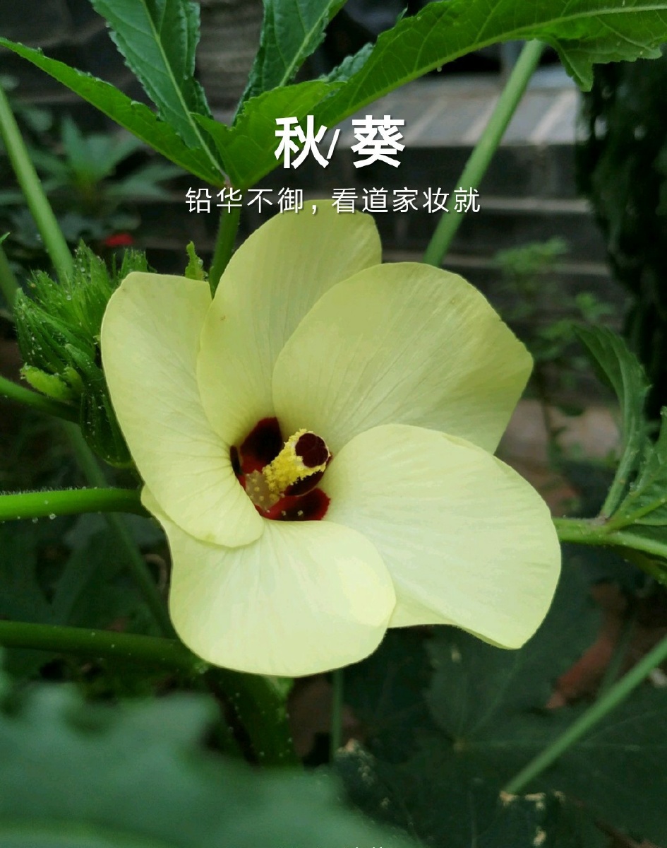 咖啡黄葵就是俗称的黄秋葵,营养价值高,有"蔬菜之王"的美誉.花很美.