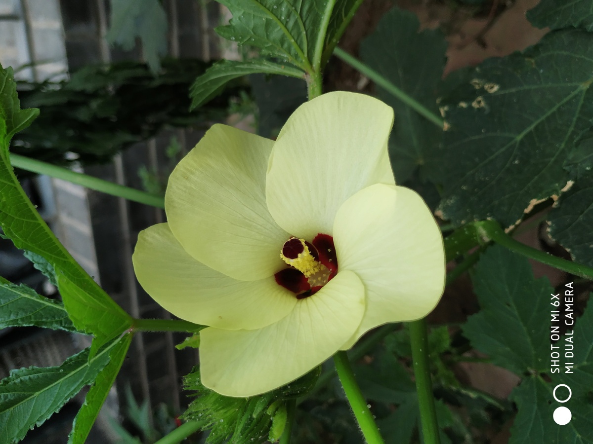 街拍.咖啡黄葵就是俗称的黄秋葵,营养价值高,有"蔬菜之王"的美誉.