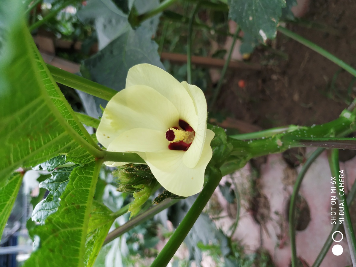 咖啡黄葵就是俗称的黄秋葵,营养价值高,有"蔬菜之王"的美誉.花很美.