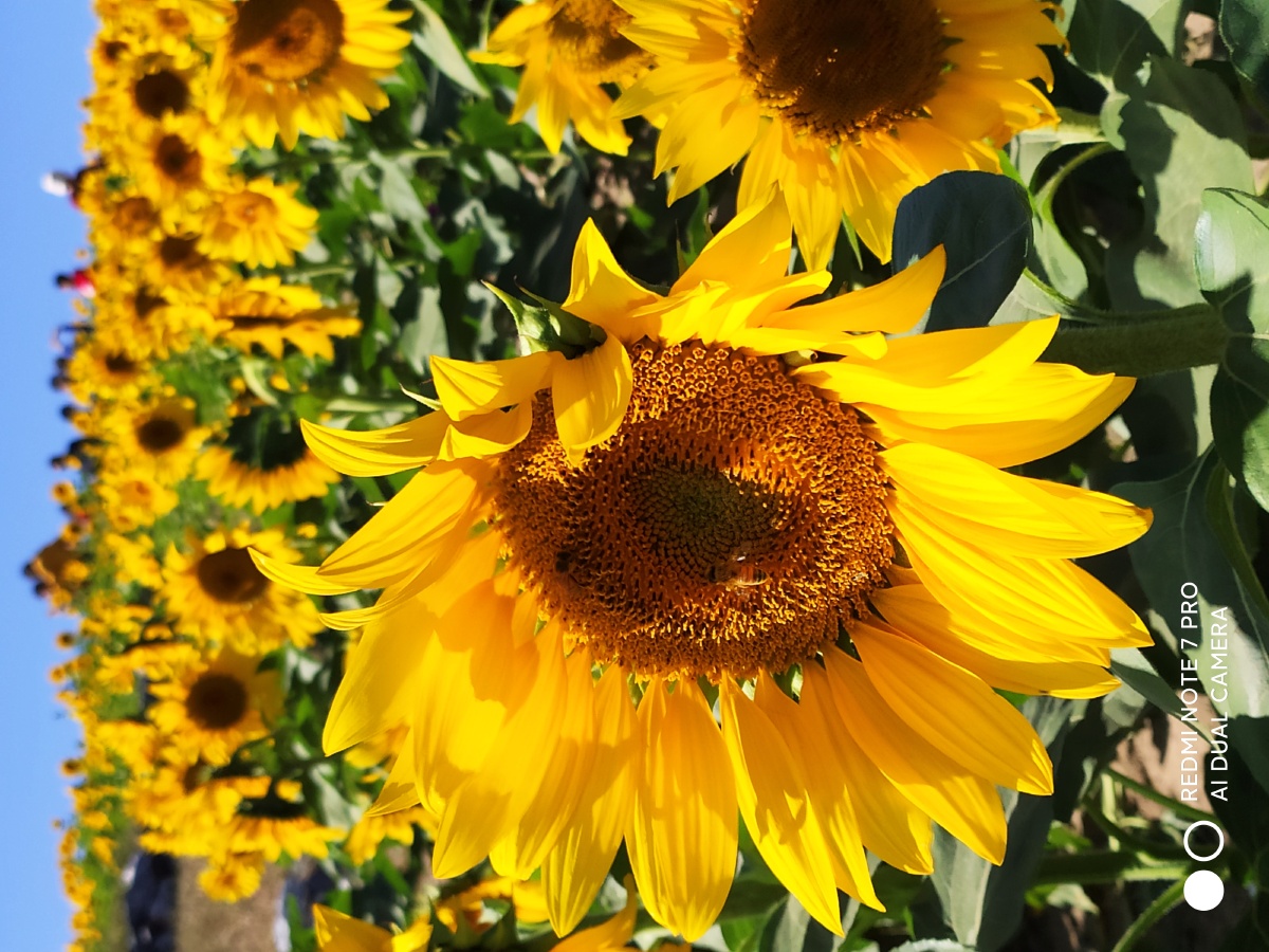 代表那些永远保持乐观一直朝着目标代表积极努力向上的花积极乐观壁纸