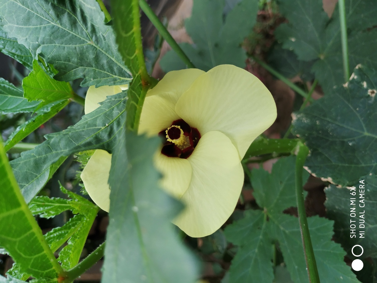 咖啡黄葵就是俗称的黄秋葵,营养价值高,有"蔬菜之王"的美誉.花很美.