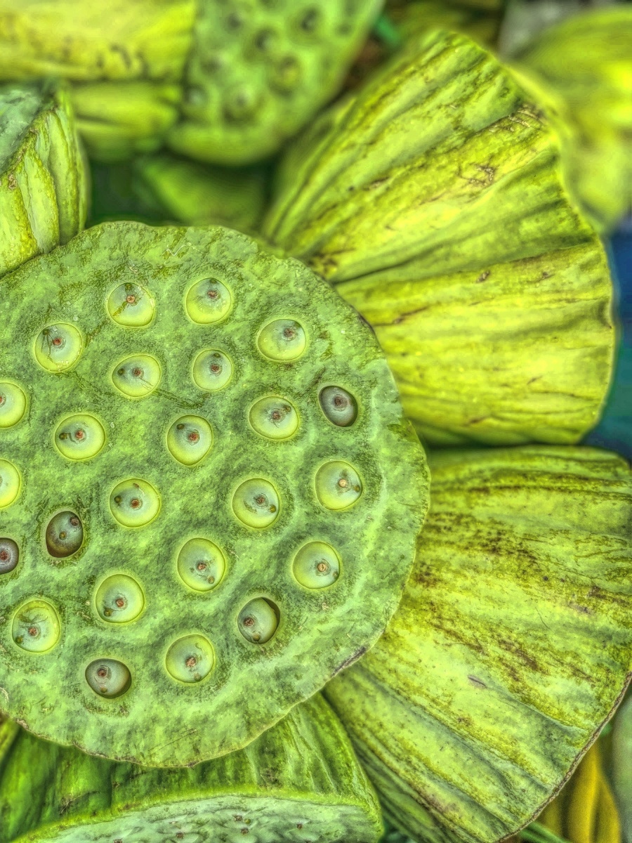 叶子 果实 绿色 - 晗园 - 图虫