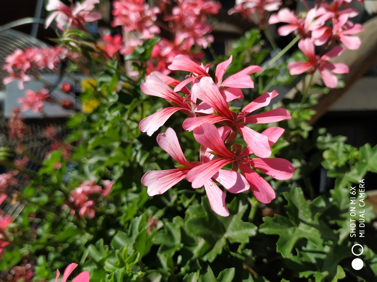 北京798艺术区花卉盾叶天竺葵 - 晗园 - 图虫