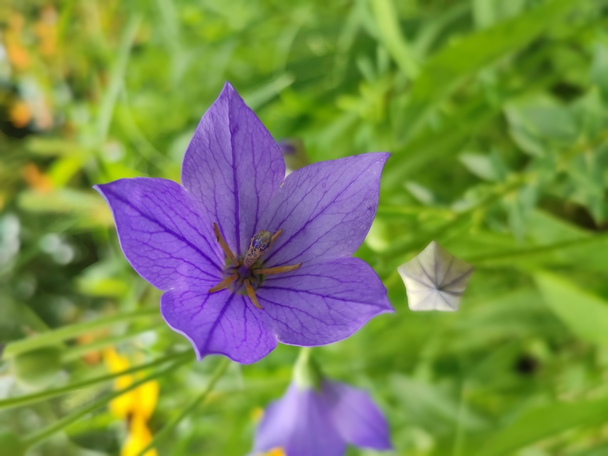 野桔梗花朵紫色绽放拍摄于来广营郊野公园