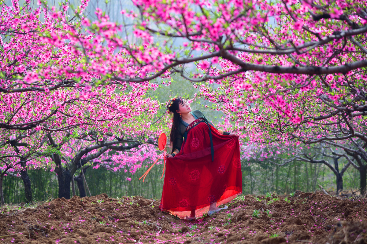 芳华满树烂漫红 万枝丹彩灼春融 文/邱燕