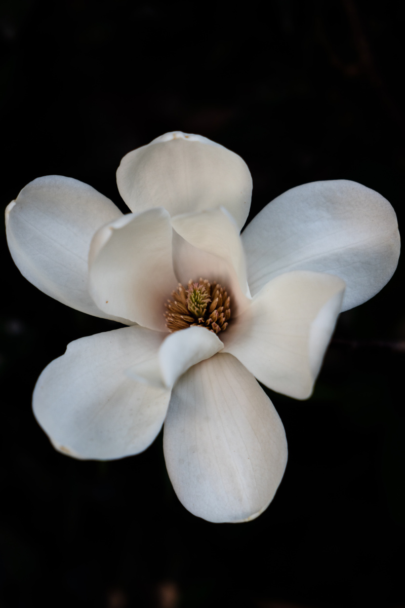 白玉兰#花朵dy509关注