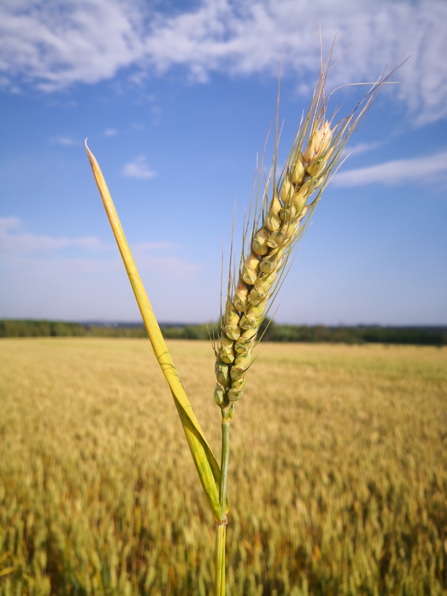 丰收时节麦穗黄了