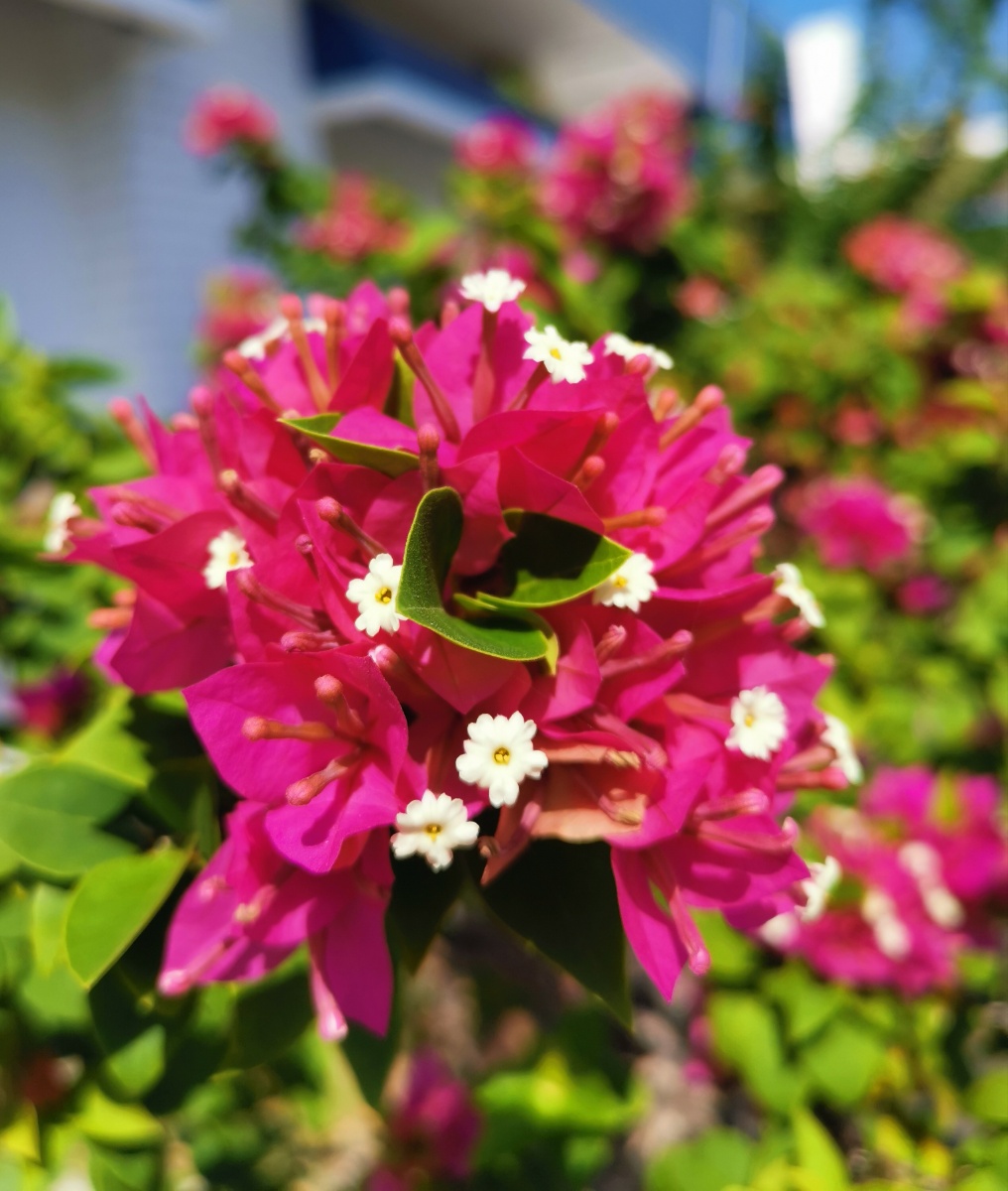 九重葛 (俗称纸花)