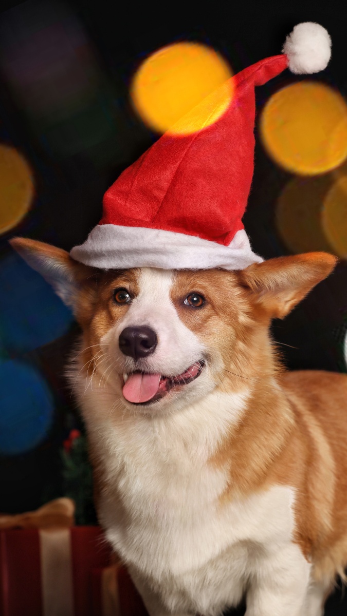 威尔士柯基犬(圣诞节)