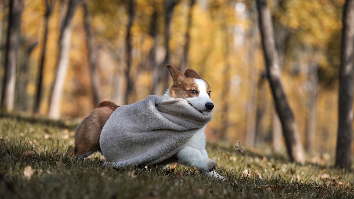 威尔士柯基犬 - 宠物摄影师陈骁雄 - 图虫