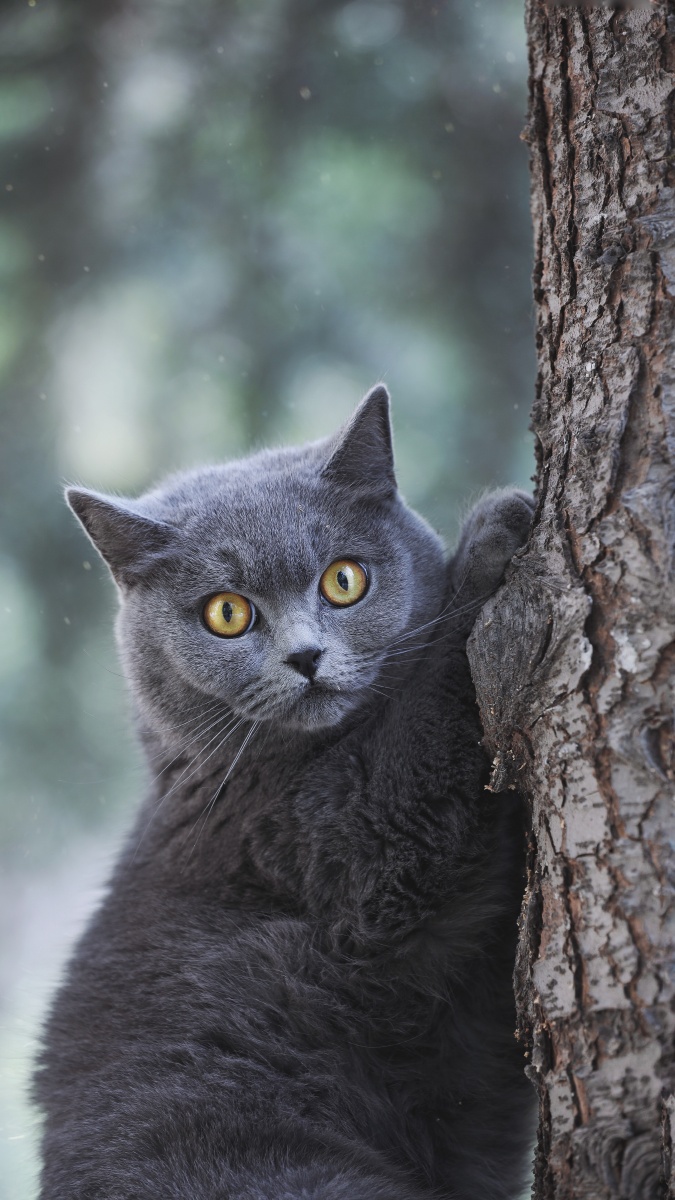 英国短毛猫肖像