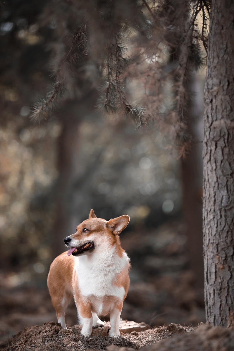 威尔士柯基犬肖像 - 宠物摄影师陈骁雄 - 图虫