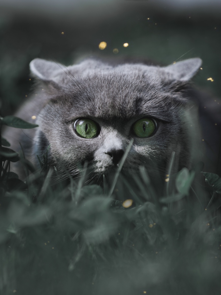 爱丽丝梦游仙境柴郡猫