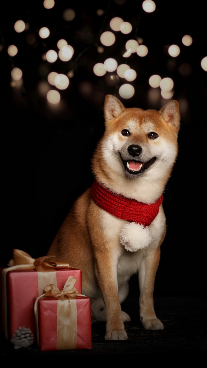 日本柴犬肖像(圣诞节) - 宠物摄影师陈骁雄 - 图虫