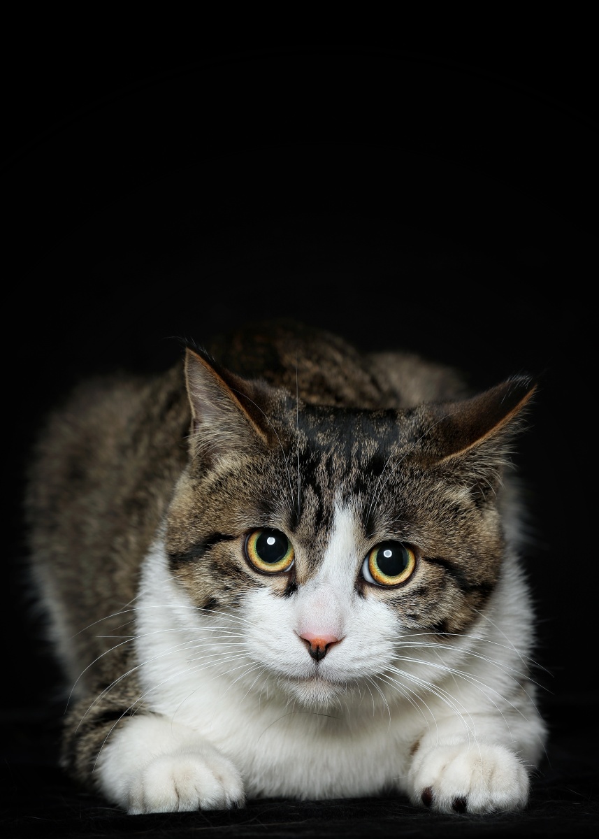 中华田园猫肖像