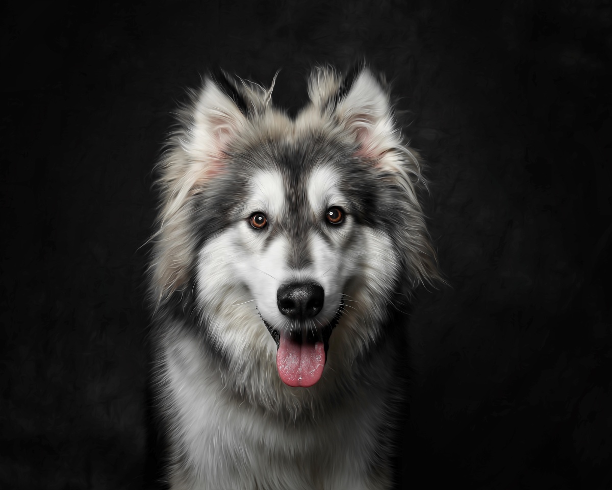 阿拉斯加犬2020godox——肖像写真狗狗狗萌宠哺乳动物犬科我的宠物很