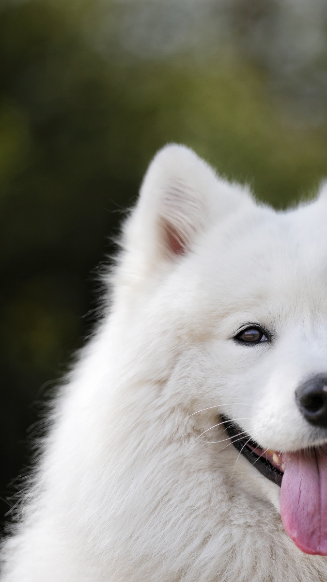 萨摩耶犬肖像特写 - 宠物摄影师陈骁雄 - 图虫