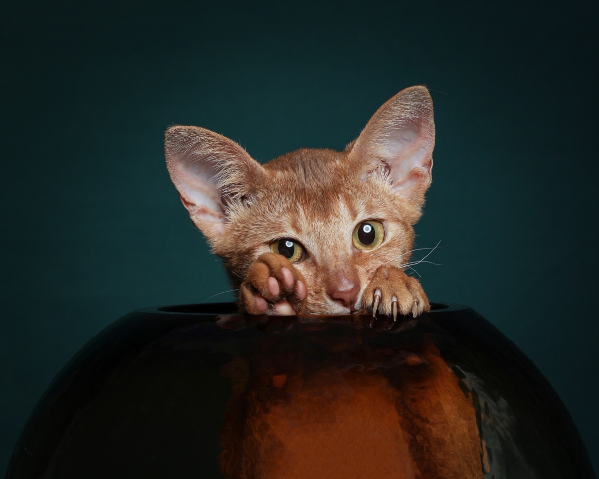 阿比西尼亚猫肖像