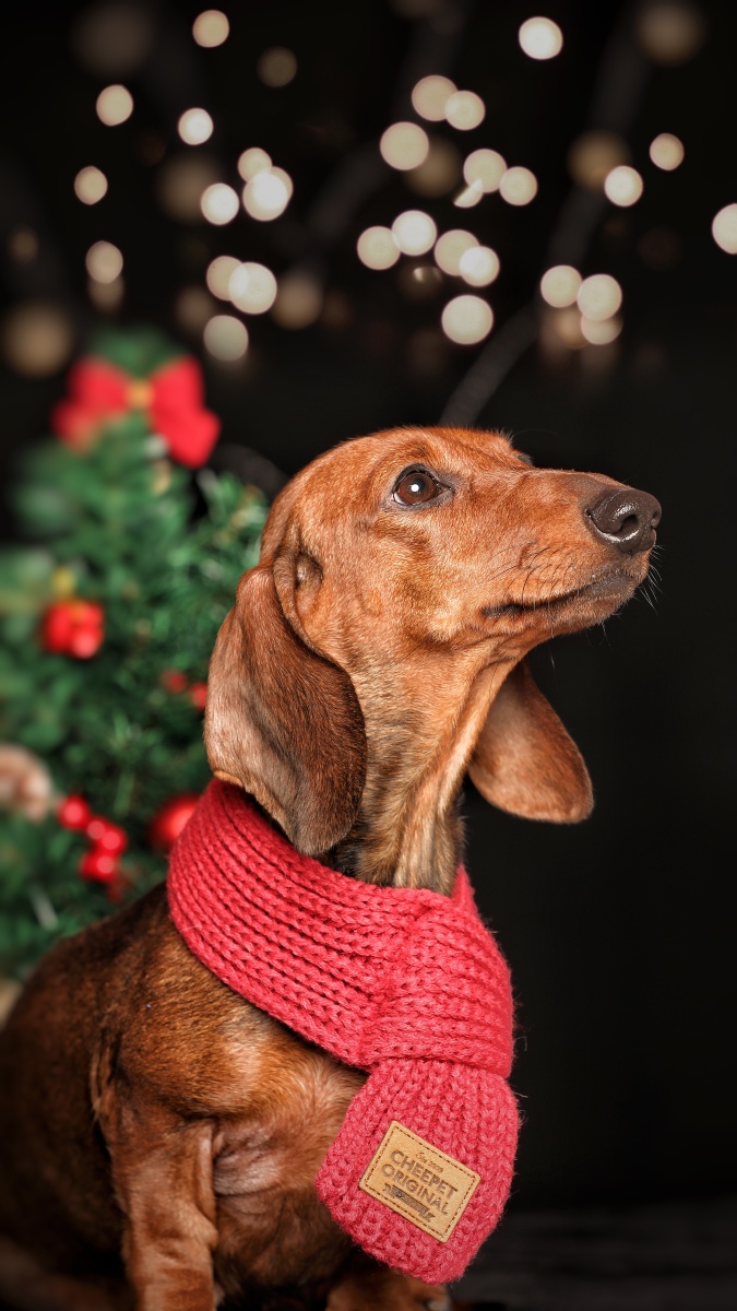 德国腊肠犬肖像圣诞节