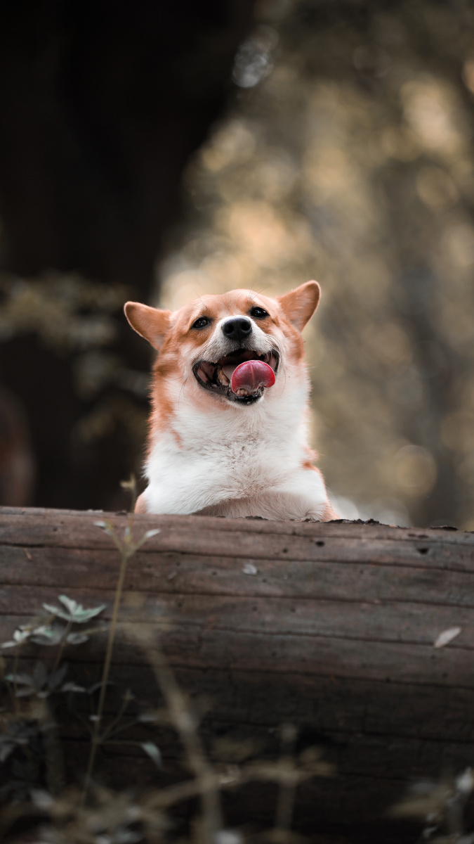威尔士柯基犬肖像 - 宠物摄影师陈骁雄 - 图虫