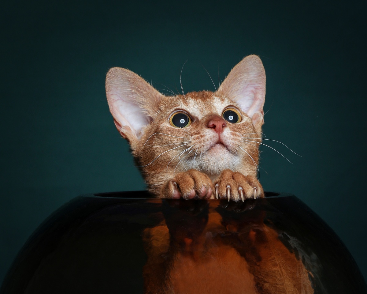 阿比西尼亚猫肖像