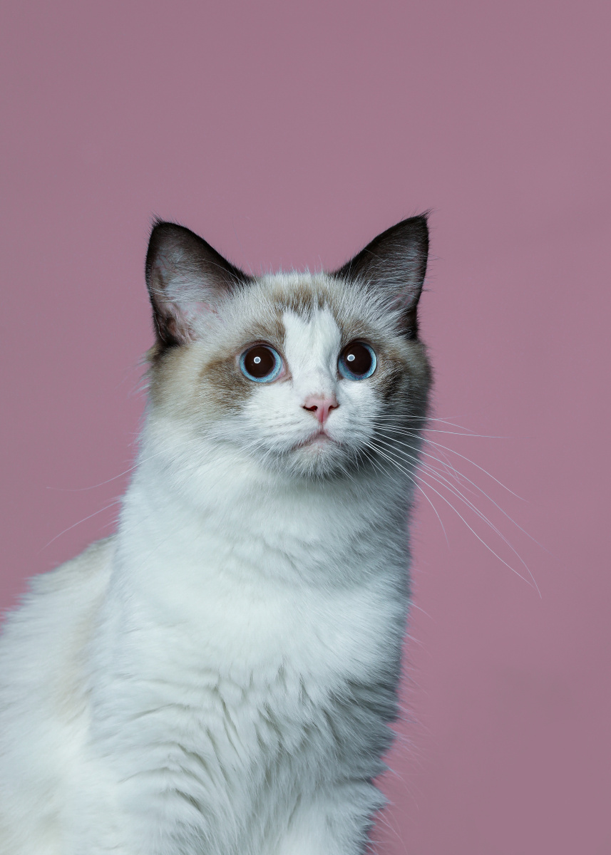 布偶猫肖像 - 宠物摄影师陈骁雄 - 图虫