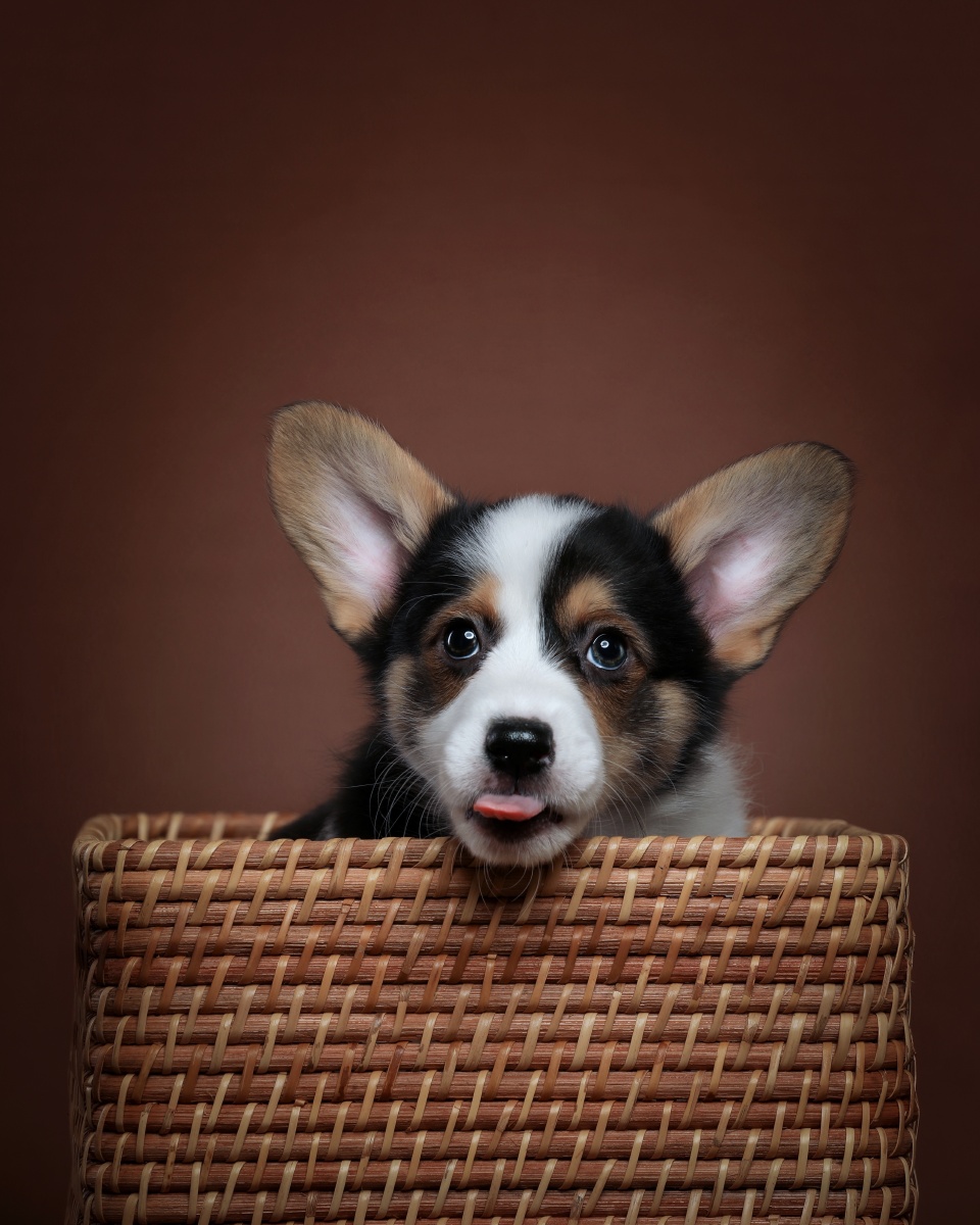 威尔士柯基犬肖像 - 宠物摄影师陈骁雄 - 图虫