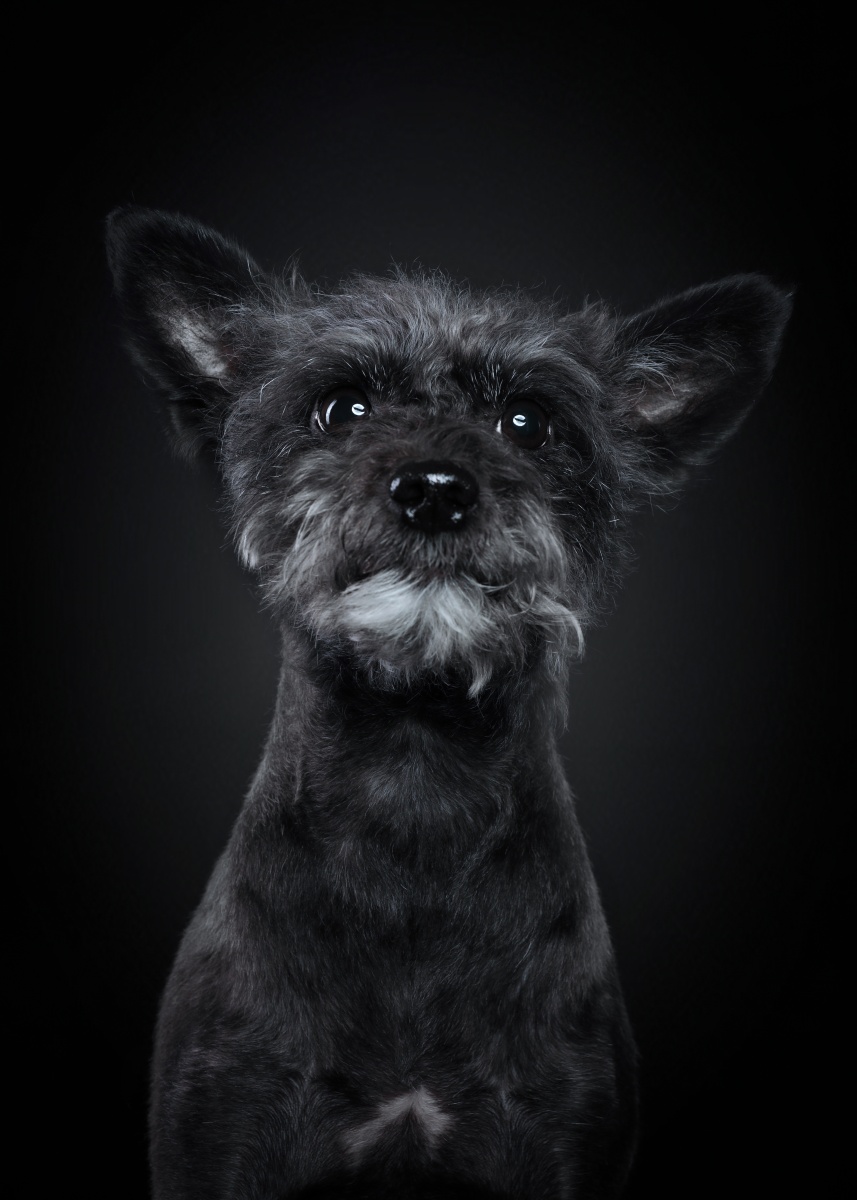 雪纳瑞犬 - 宠物摄影师陈骁雄 - 图虫