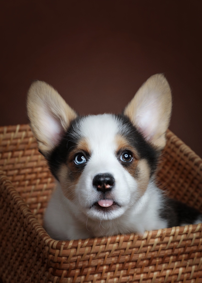 威尔士柯基犬肖像