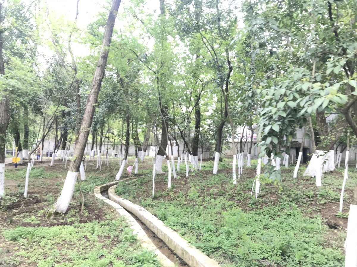 永川的苗木基地