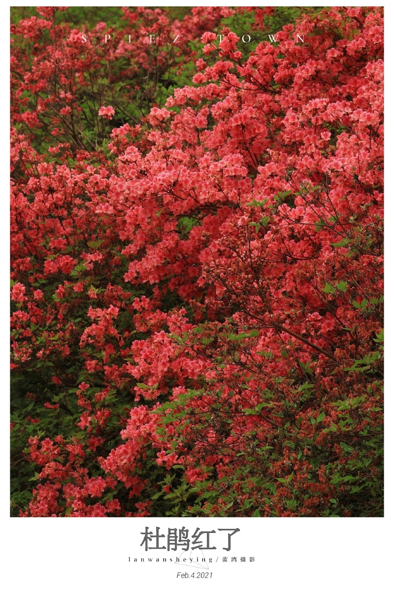 杜鹃红了