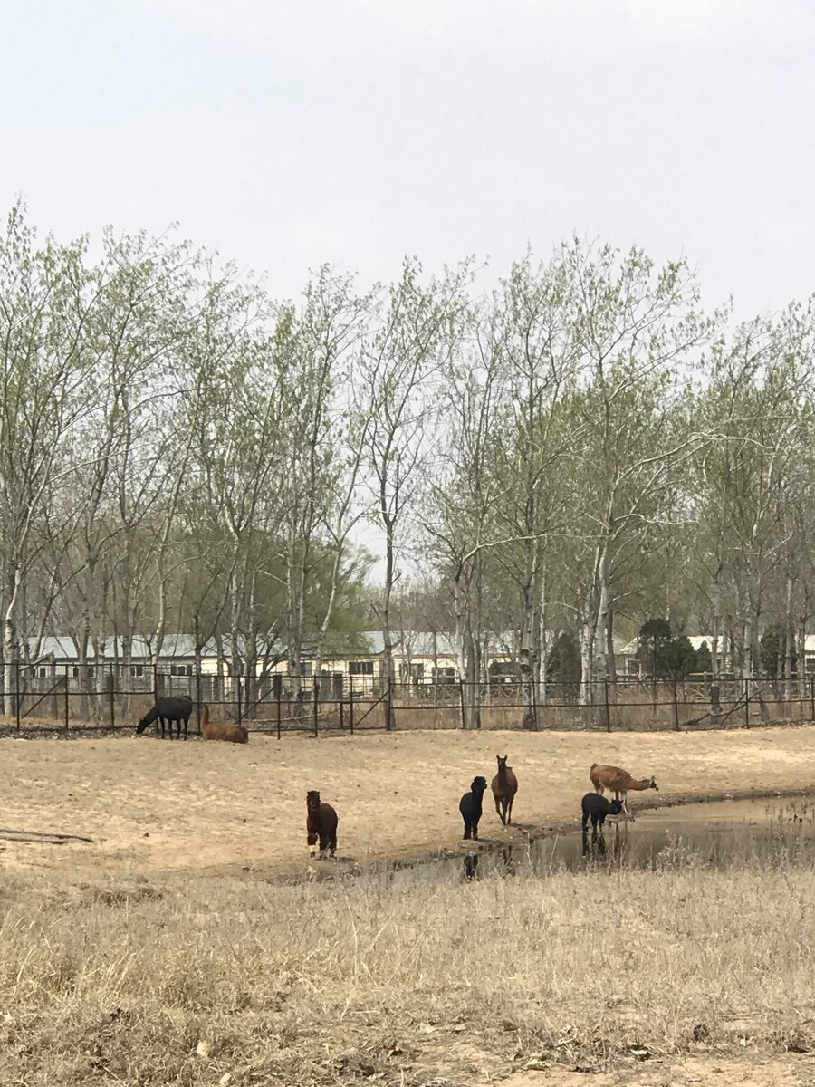 东北养驴养殖基地