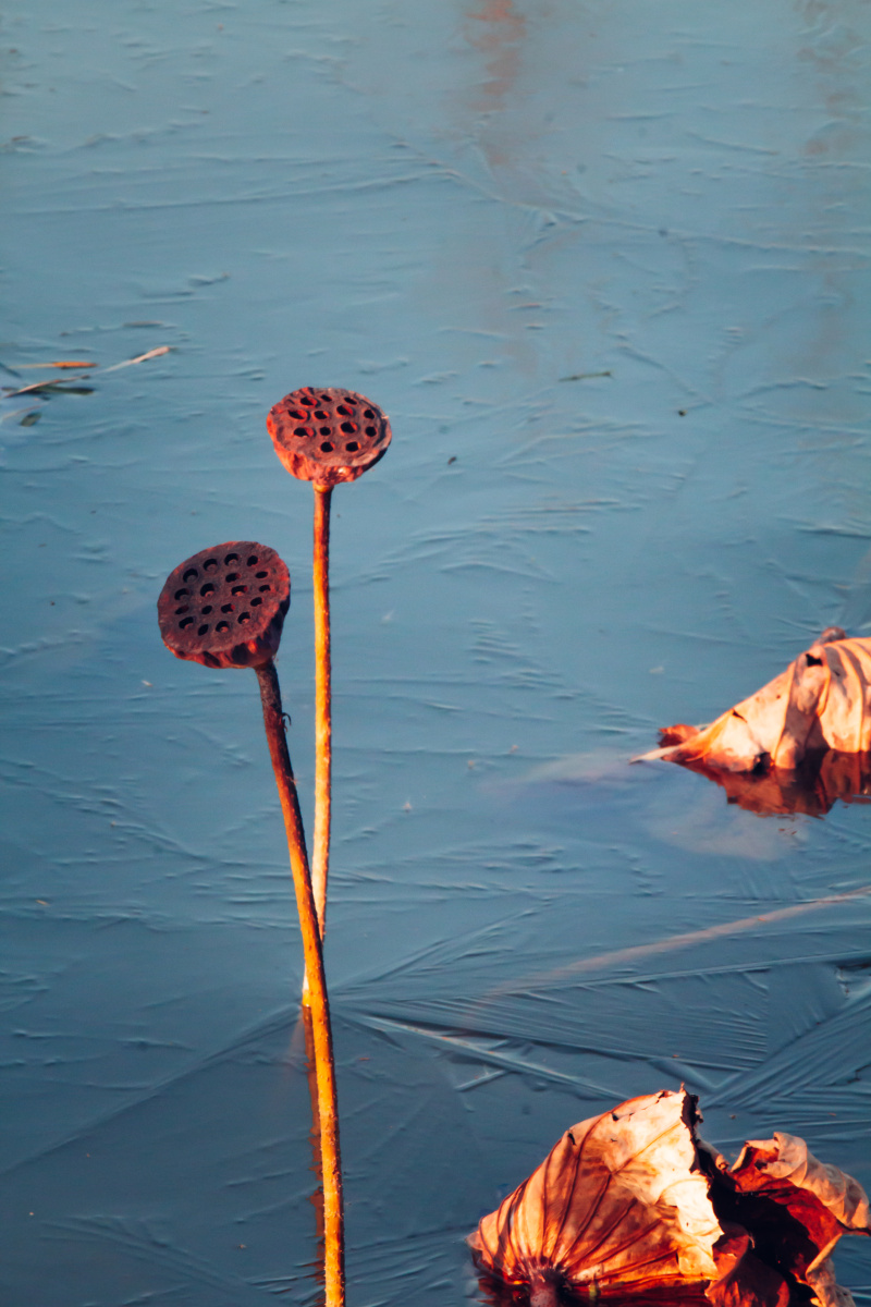 冬季湖边莲蓬拍摄