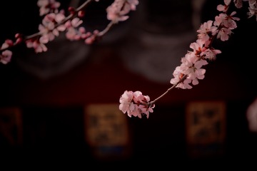 8A081E43-E24D-4B5F-969A-0EA590510D4B/L0/001