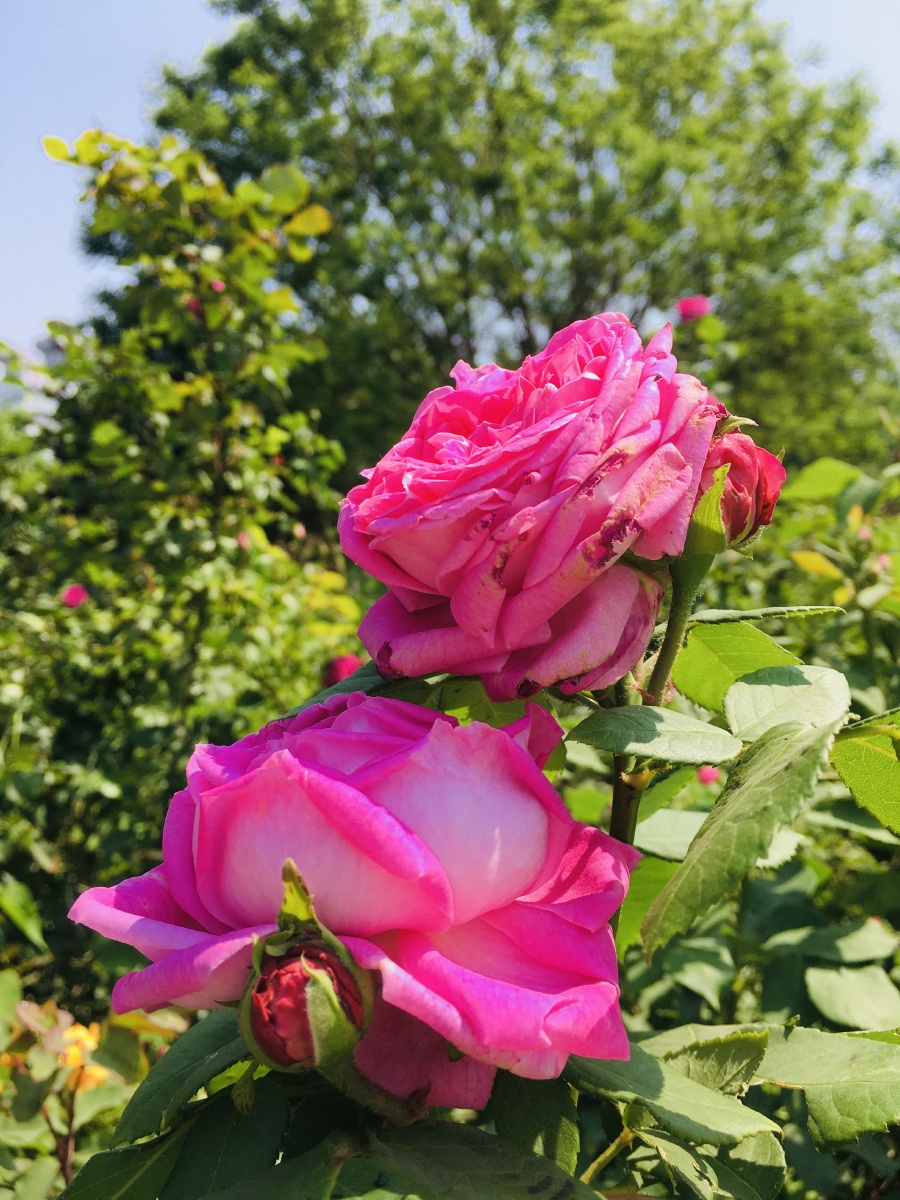 花香弥漫阳光明媚